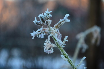 Branch covered in ice cold white frost in the winter. first frosts, cold weather, frozen water,...