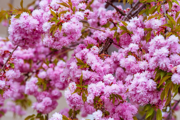 Cherry blossoms. Pink flowers. Sakura