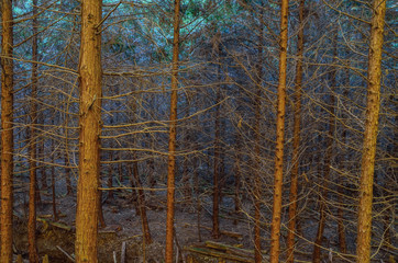 Fototapeta premium 森林