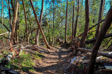 Fototapeta premium 京都一周トレイル 北山コース