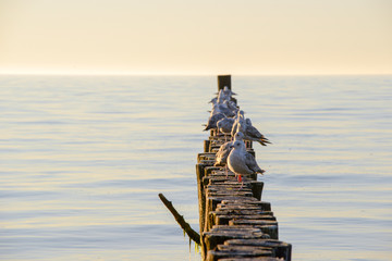 Seagulls on breakwater in Ustronie Morskie