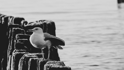 Seagulls on breakwater in Ustronie Morskie © RegnumInvictum