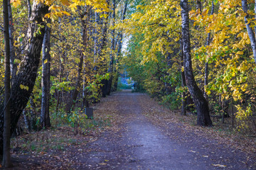 Fototapeta premium road in forest