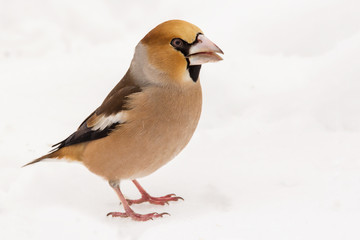 Hawfinch (Coccothraustes coccothraustes) passerine bird in finch family, close up photo of finch bird in the winter snow