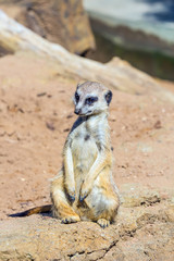 Fototapeta premium Funny animal of meerkat mongoose