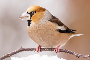 Hawfinch (Coccothraustes coccothraustes) passerine bird in finch family, close up photo