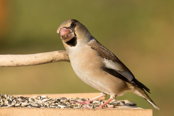 Hawfinch (Coccothraustes coccothraustes) passerine bird in finch family, close up photo