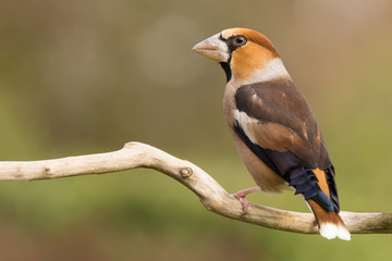 Hawfinch (Coccothraustes coccothraustes) passerine bird in finch family, close up photo