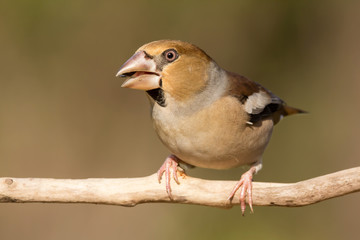 Hawfinch (Coccothraustes coccothraustes) passerine bird in finch family, close up photo
