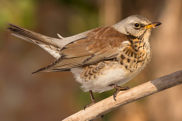 Fieldfare (Turdus pilaris) brown spotted thrush bird close up, turdidae family