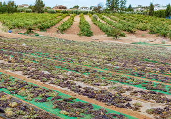 Drying of sweet wine pedro ximenez grapes under hot sun in Montilla-Moriles wine region, Andalusia, Spain