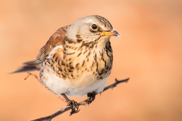 Fieldfare (Turdus pilaris) brown spotted thrush bird close up, turdidae family