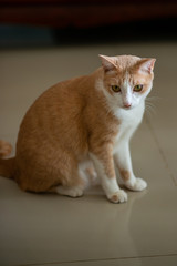 Fototapeta na wymiar Orange Thai cat in the house