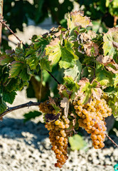 Ripe white grape growing on special soil in Andalusia, Spain, sweet pedro ximenez or muscat, or...