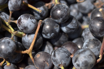 Close up shot of fresh red grapes