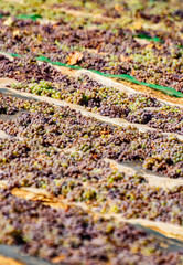 Fototapeta premium Drying of sweet wine pedro ximenez grapes under hot sun in Montilla-Moriles wine region, Andalusia, Spain