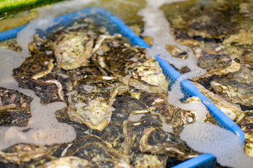 Fototapeta na wymiar 新鮮な日本海の天然岩牡蠣（夏牡蠣）