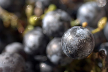 Close up shot of fresh red grapes