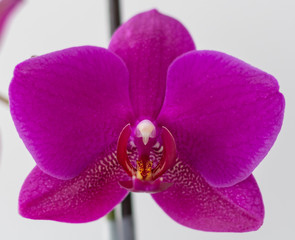 Fototapeta na wymiar Orchidee Blüte Nahaufnahme - knabenkräuter