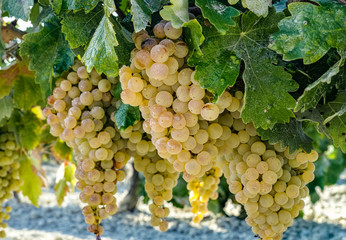 Ripe white grape growing in vineyard in Andalusia, Spain, sweet pedro ximenez or muscat, or...