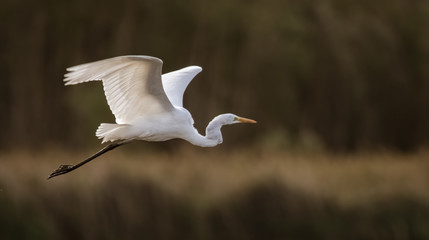 Fliegender Silberreiher