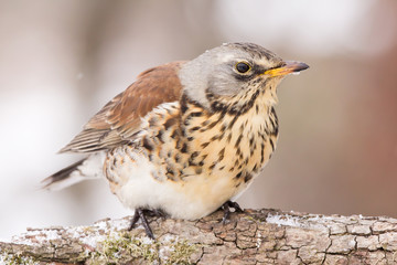 Fieldfare (Turdus pilaris) brown spotted thrush bird close up, turdidae family