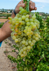 New harvest of famous sweet sherry wine pedro ximenez grape on vineyards in Montilla-Moriles region, Andalusia, Spain, near Montemayor