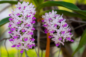 Colorful orchids in the garden at home
