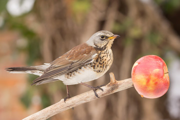 Fieldfare (Turdus pilaris) brown spotted thrush bird close up, turdidae family