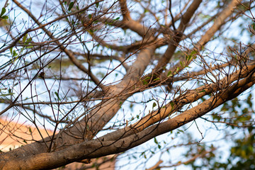 Forest flowers in the morning