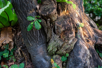 Forest flowers in the morning