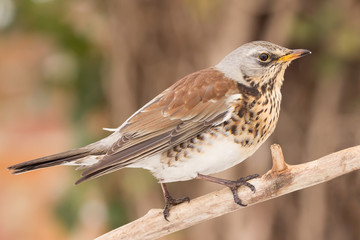 Fieldfare (Turdus pilaris) brown spotted thrush bird close up, turdidae family