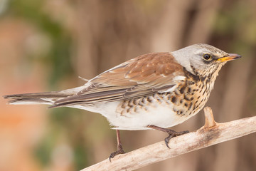 Fieldfare (Turdus pilaris) brown spotted thrush bird close up, turdidae family