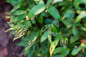 The leaf is eaten by a worm