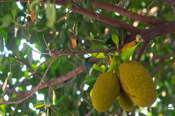 The jackfruit tree and their leaf