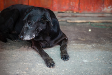 The puppy sleep on the cloth.