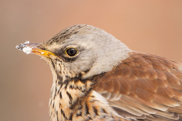 Fieldfare (Turdus pilaris) brown spotted thrush bird close up, turdidae family