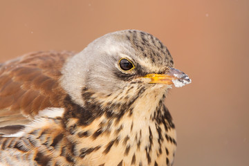 Fieldfare (Turdus pilaris) brown spotted thrush bird close up, turdidae family
