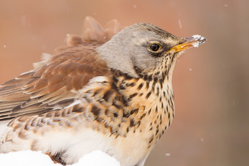 Fieldfare (Turdus pilaris) brown spotted thrush bird close up, turdidae family