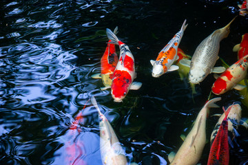 Koi fish swimming in the pond