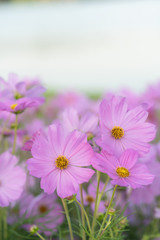 Obraz premium Pink cosmos flower blooming in the field garden. Spring season.