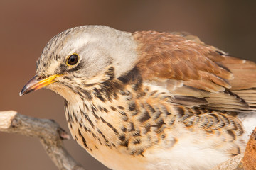 Fieldfare (Turdus pilaris) brown spotted thrush bird close up, turdidae family
