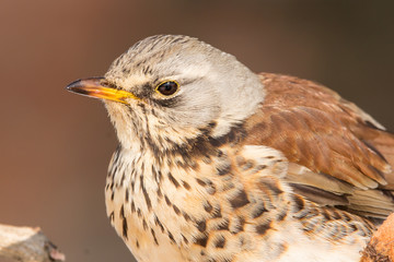 Fieldfare (Turdus pilaris) brown spotted thrush bird close up, turdidae family