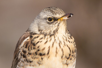 Fieldfare (Turdus pilaris) brown spotted thrush bird close up, turdidae family