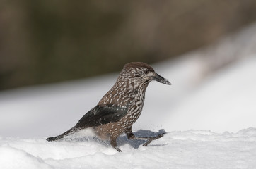 Portrait of Spotted Nutcracker in winter season (Nucifraga caryocatactes)