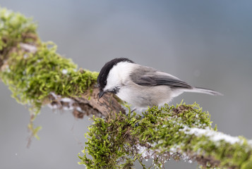 Marsh tit on branch after snowfall (Poecile palustris)