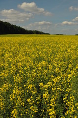 Fototapeta premium Mazury