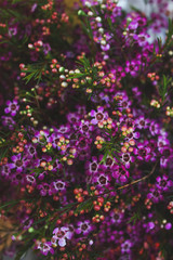 Fototapeta premium Thousands of tender purple flowers