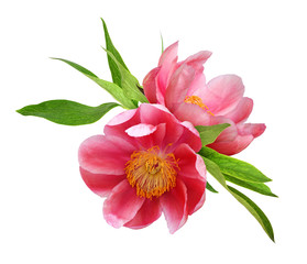 Two coral peony flowers with green leaves © Ortis