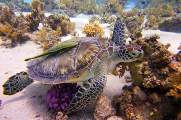 Green sea turtle